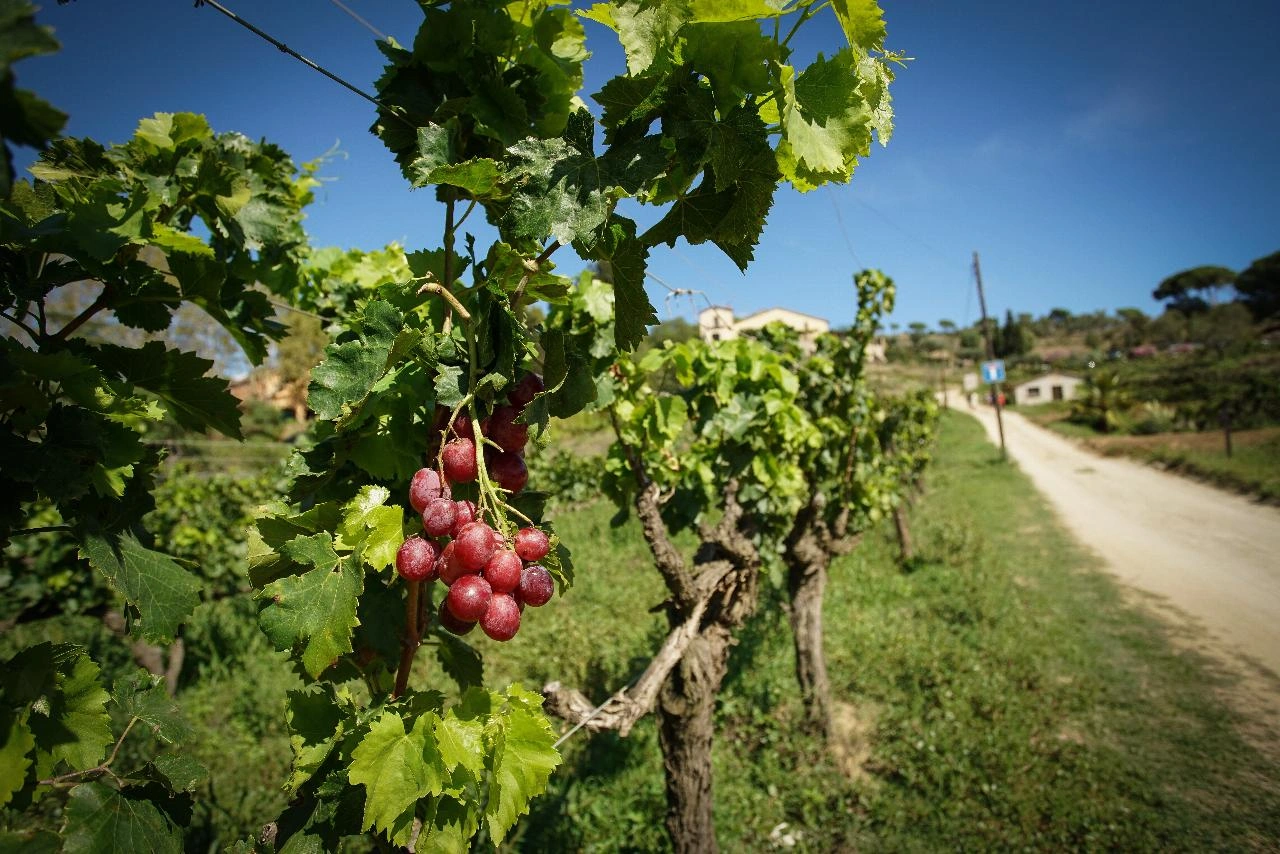 Close up of grapes in the vineyard in Alella wine region