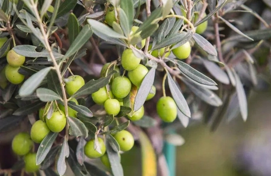 Close up of olive tree during Olive Oil experience in Seville