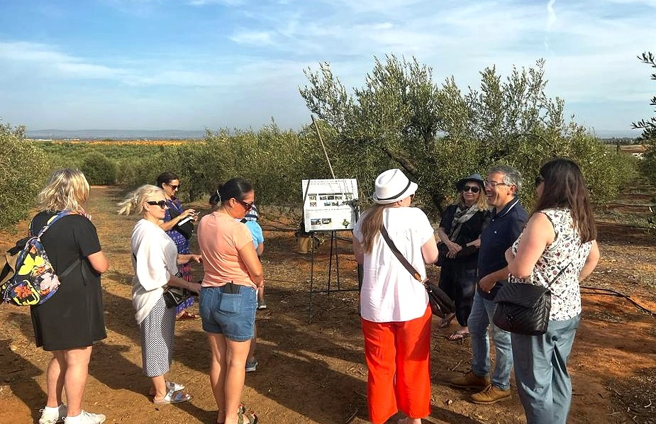 Guests in the groves during premium Olive Oil experience in Seville