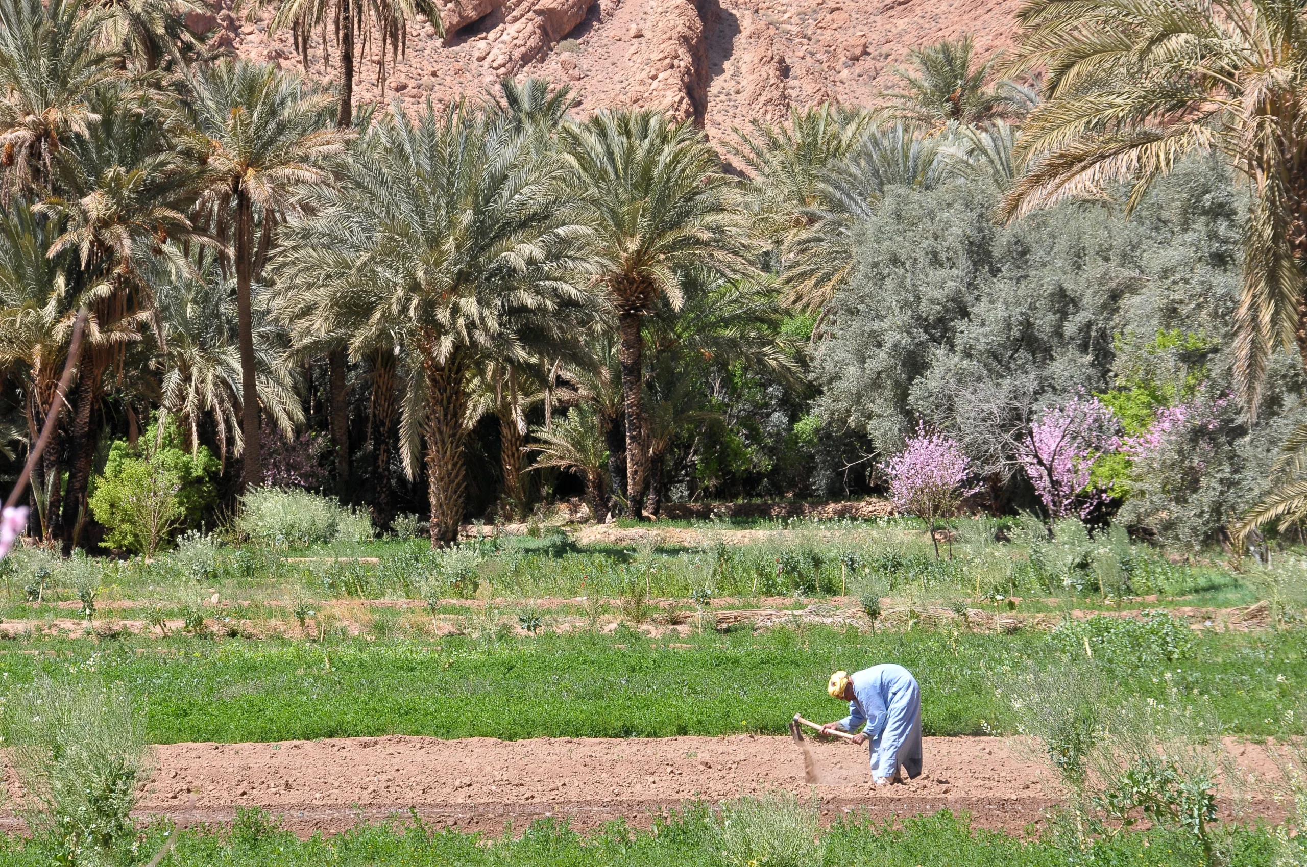 Agricultural fields in Morocco
