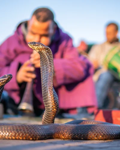 Cobra enchanter sitting in the street with his cobra in Marrakech during Marrakech Through Time With a Moroccan Historian experience
