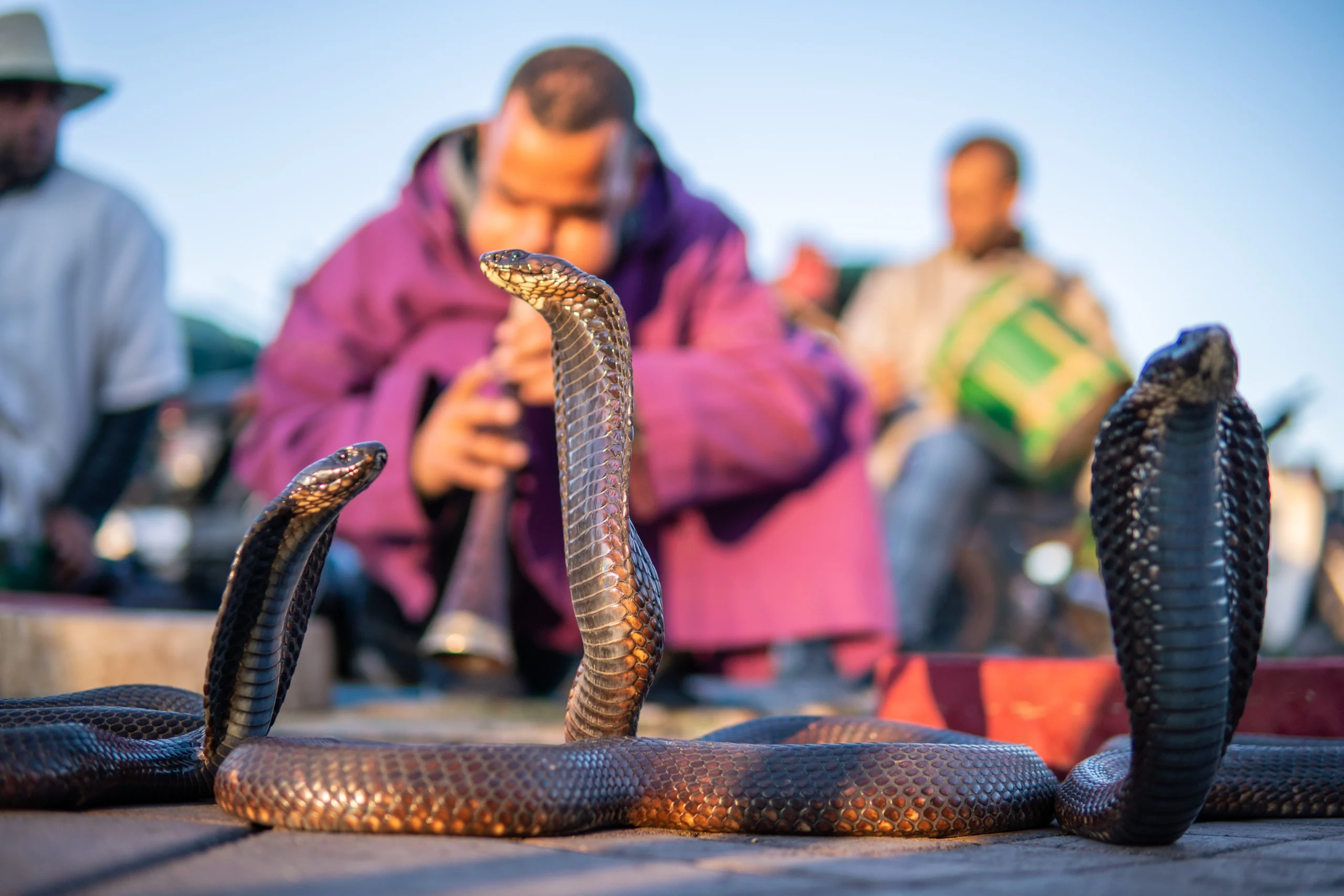 Cobra enchanter sitting in the street with his cobra in Marrakech during Marrakech Through Time With a Moroccan Historian experience