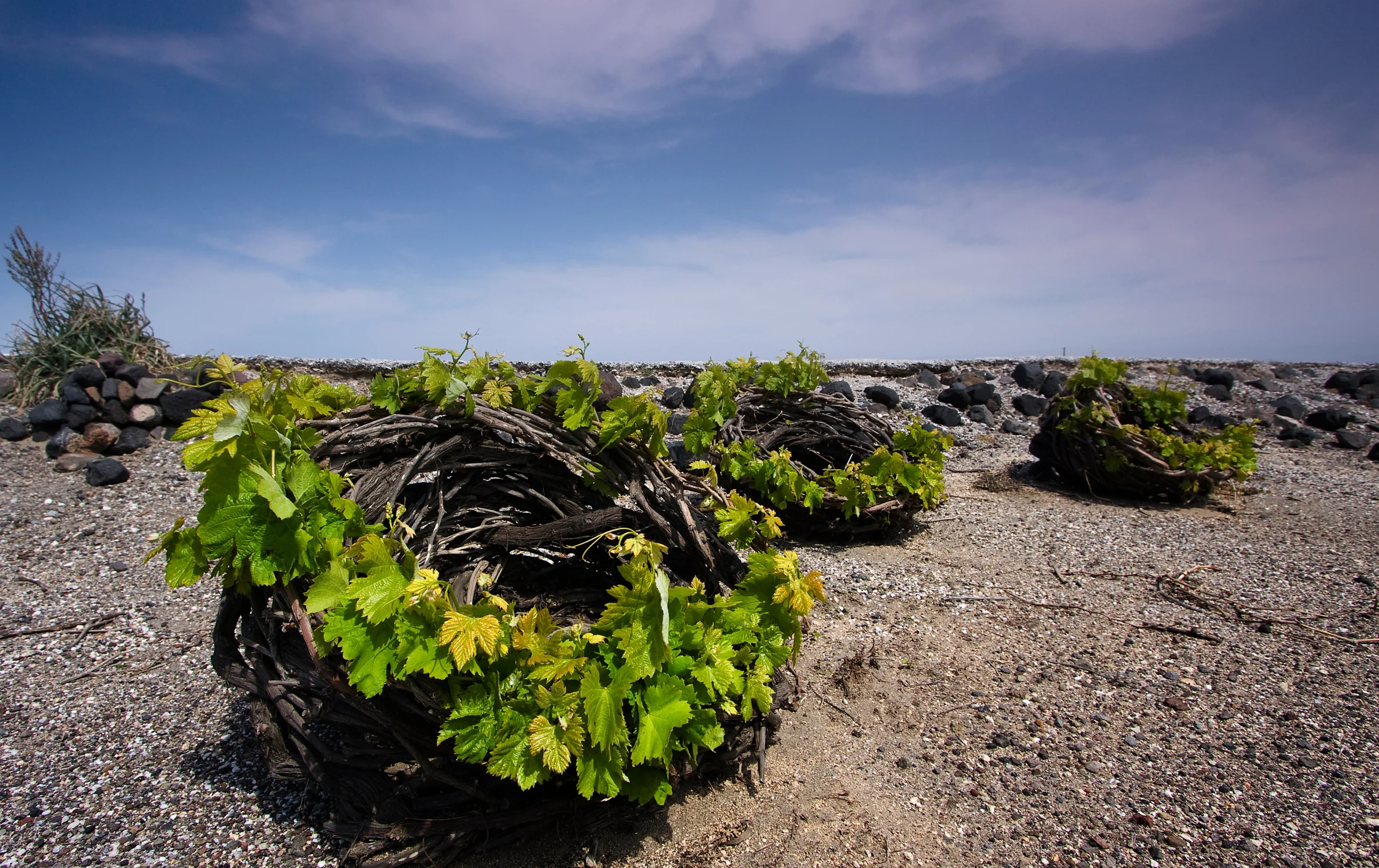 Famous Santorini vines