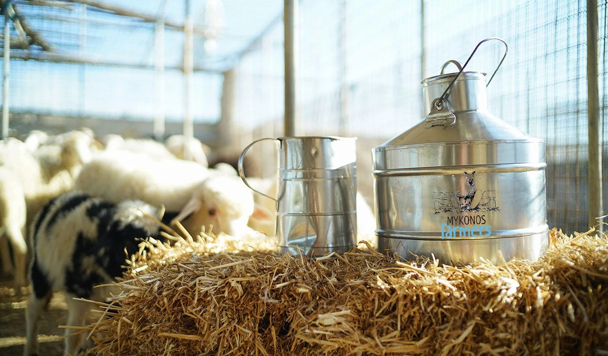 Milk jug and cows in the background