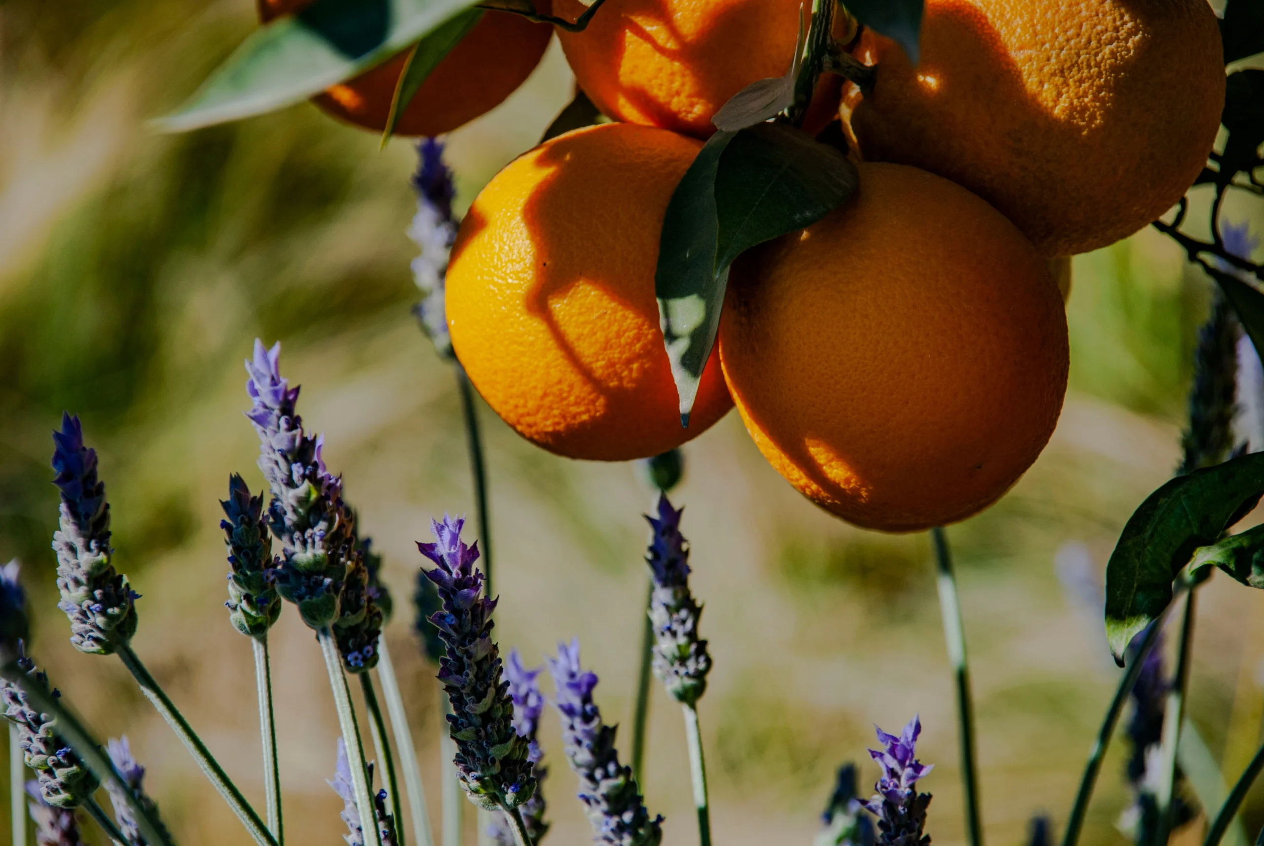 Oranges and lavender in le Jardin secret, a botanical garden