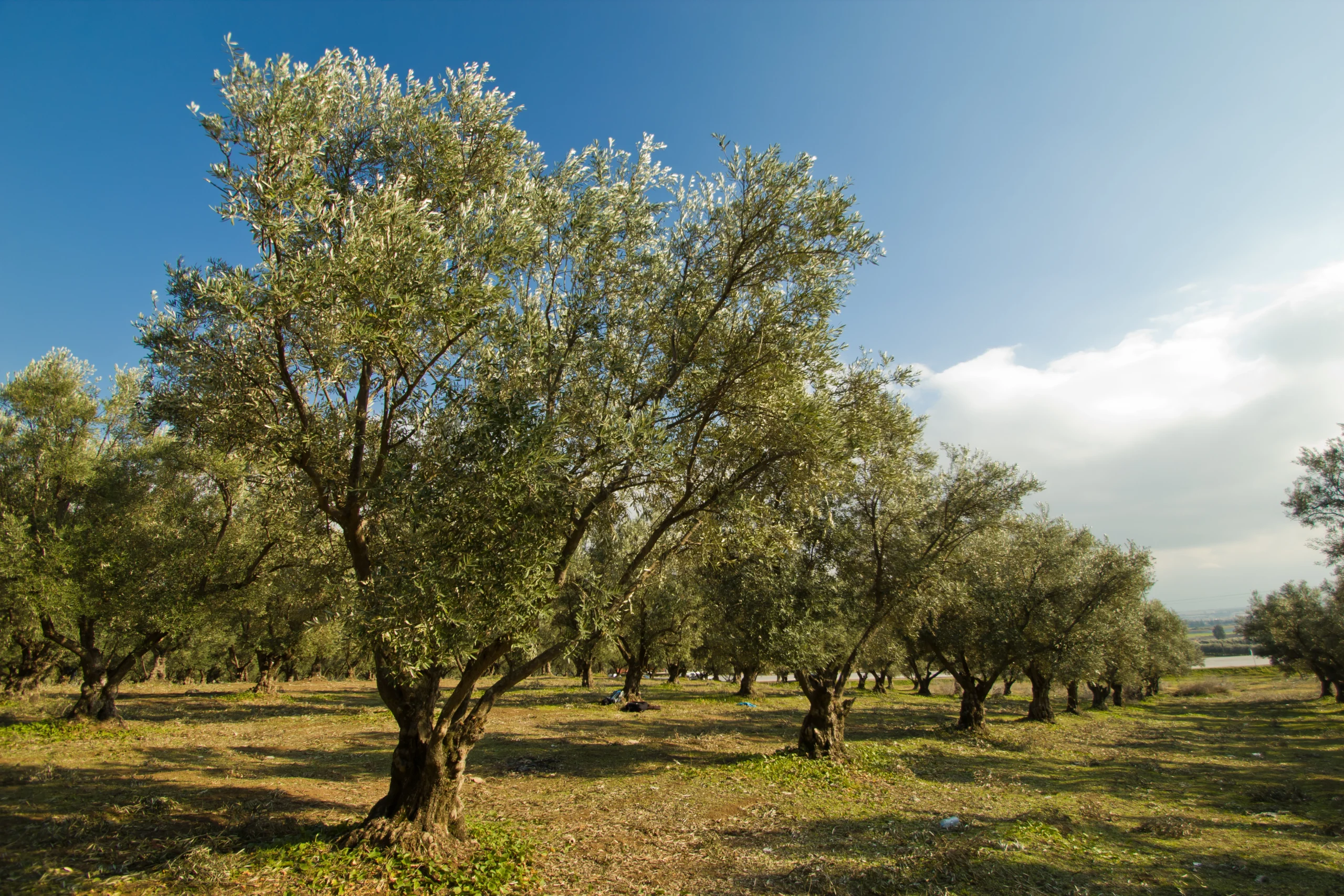 Plantation with Olive Trees during Vintage Sidecar Escape to a Lakeside Farmhouse experience