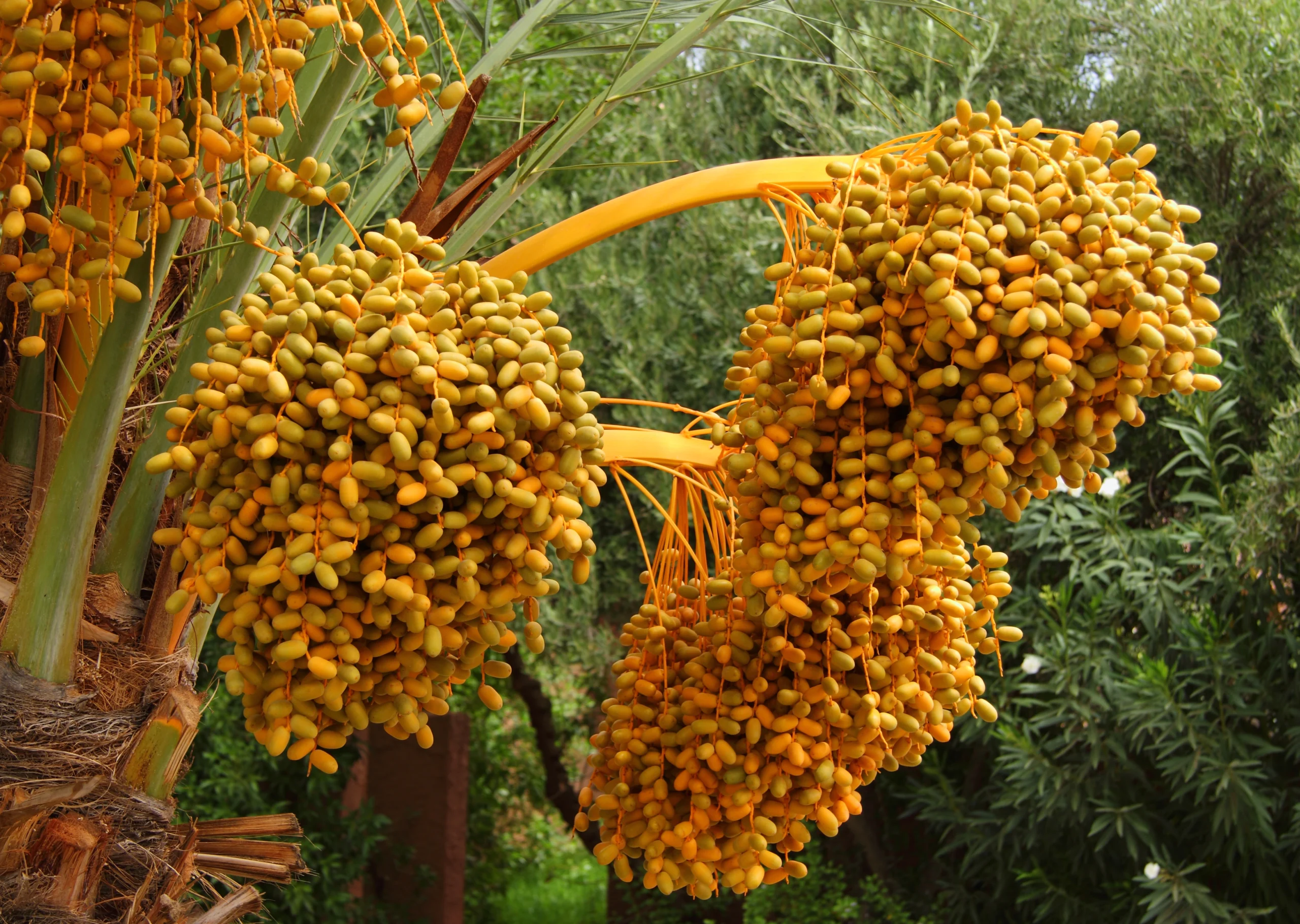 View of organic dates ripening on the palm tree in the Moroccan sunshine during Vintage Sidecar Escape to a Lakeside Farmhouse experience