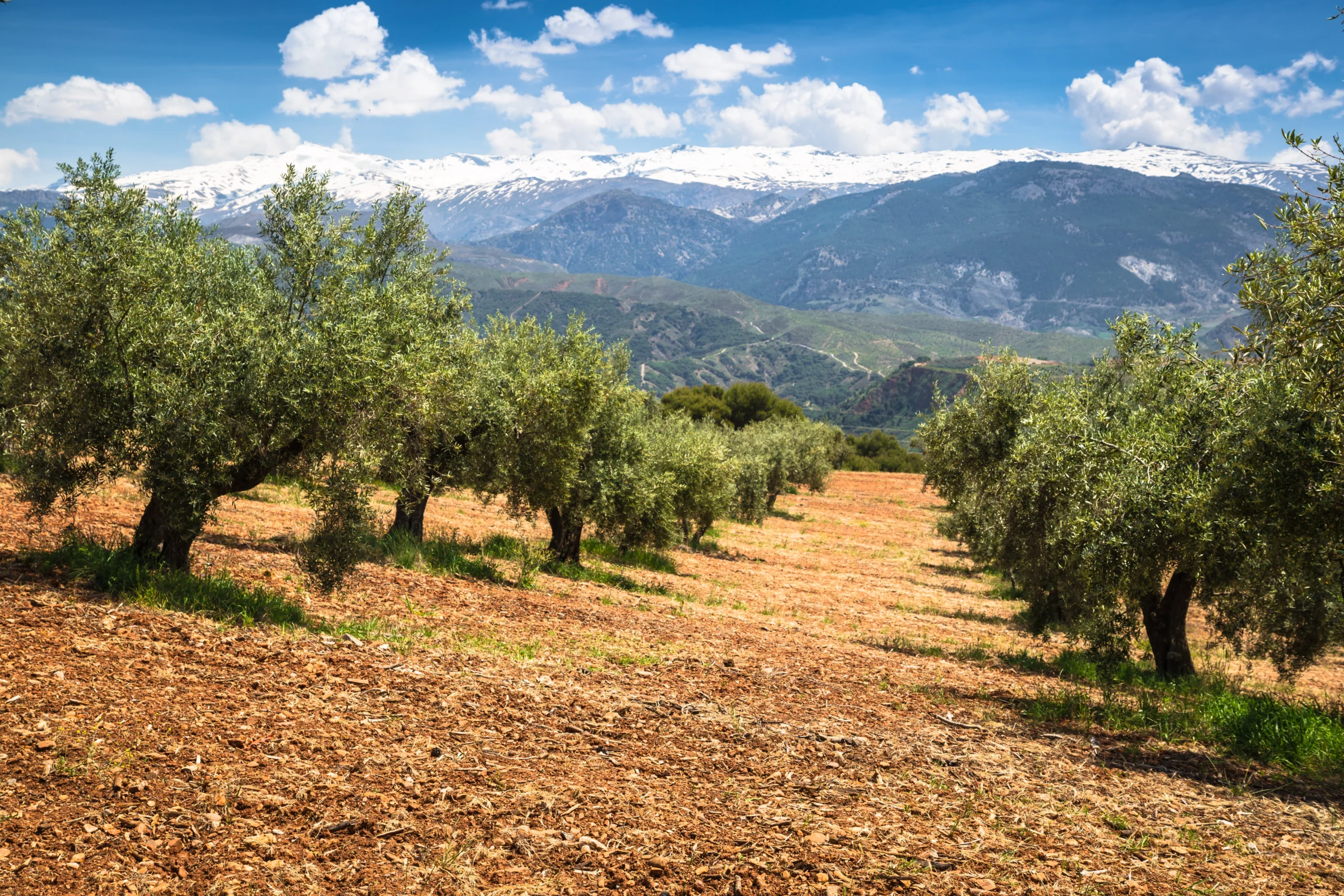 Beautiful valley with old olive trees in Granada