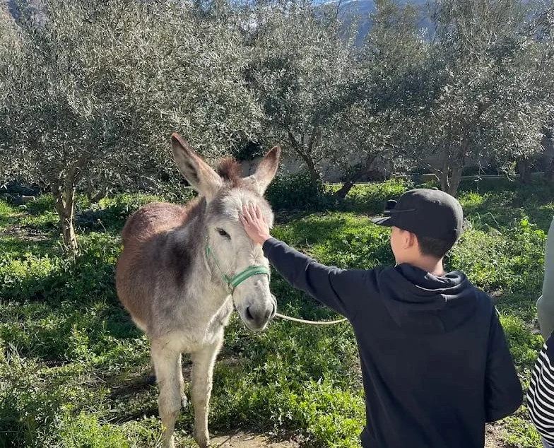 Guest petting donkey during private olive oil experience in Granada