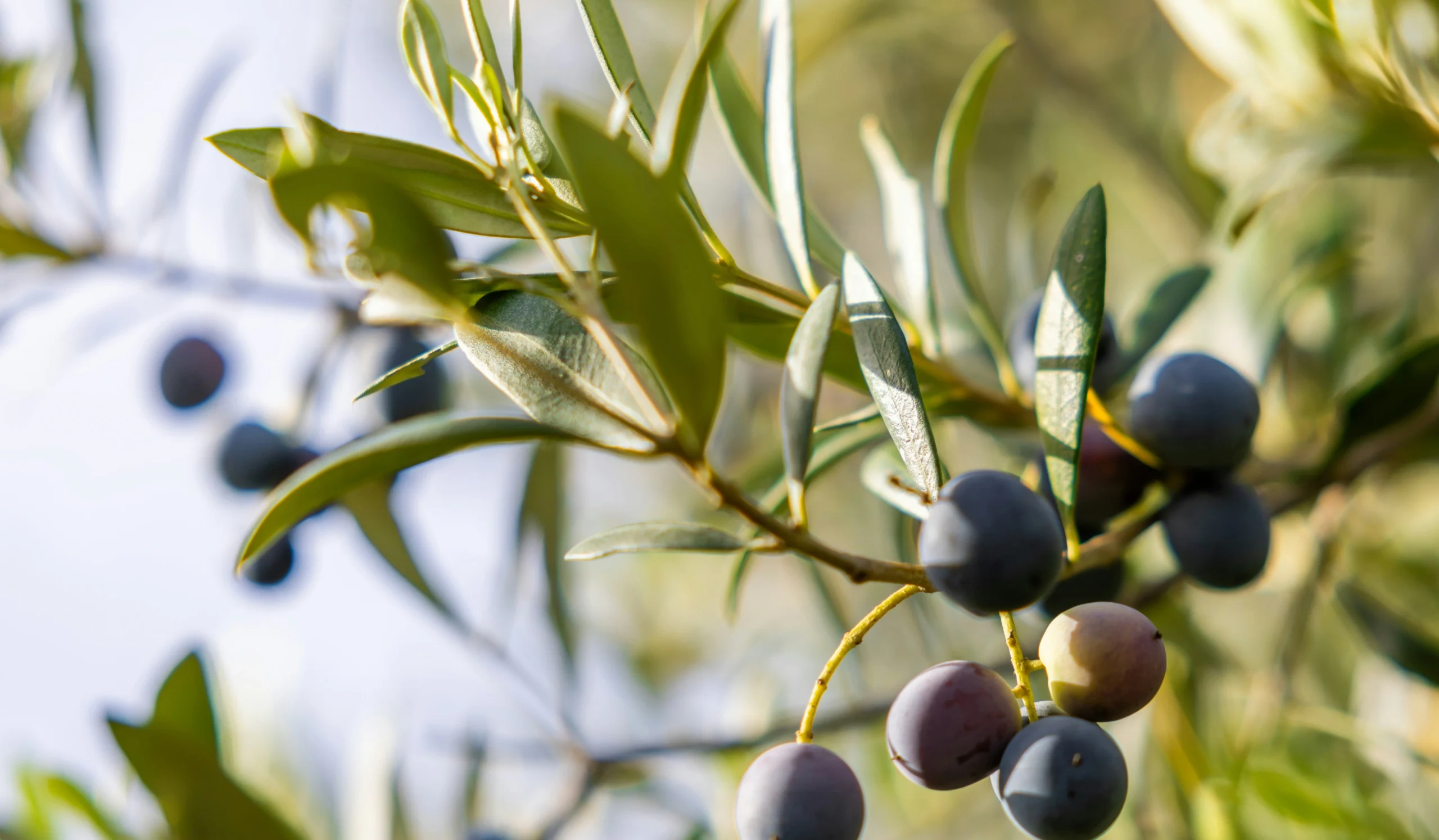 Olives growing on an olive tree in the sun