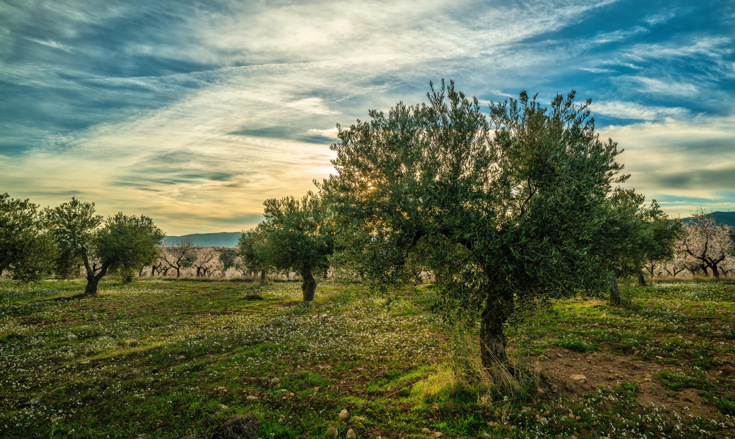 Picture on an olive trees and almond trees field during a sunny sunset in Spain