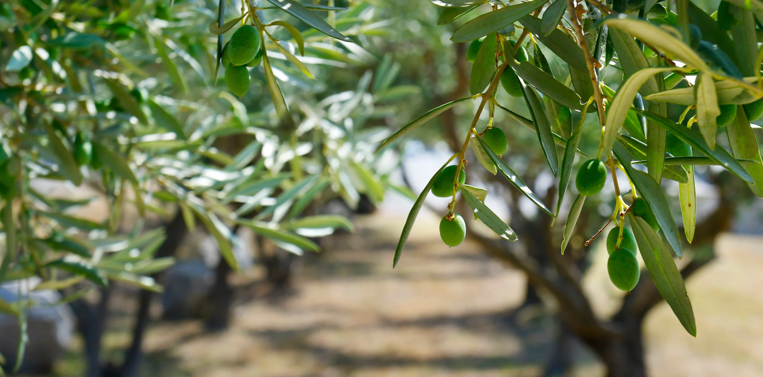 green olives growing in olive tree
